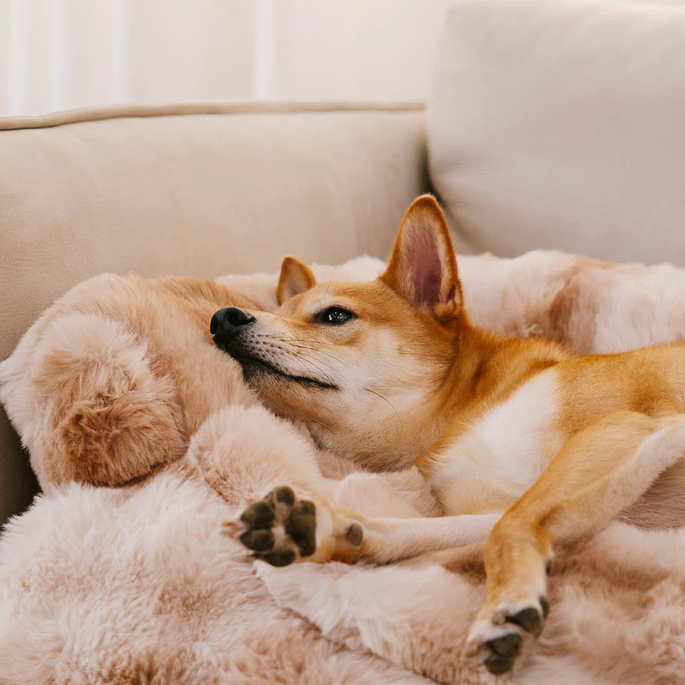 Fluffy Calming Dog Bed/Sofa Protector